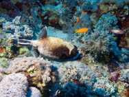 tetrodon dans un jardin de corail