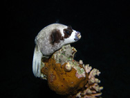 tetrodon posé sur un pilastre de corail