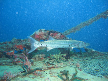 Barracuda coloré avec particules
