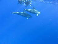 Dauphins avec plongeurs intrus